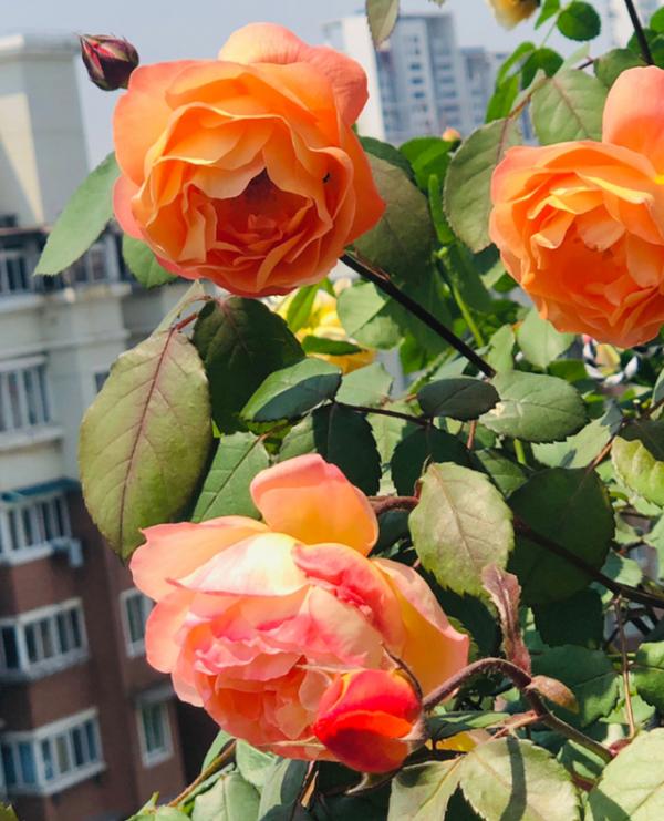 家裡有院子,建議養這5種花,高階的私家花園至少養一種 家裡有院子,建議養這5種花,高階的私家花園至少養一種