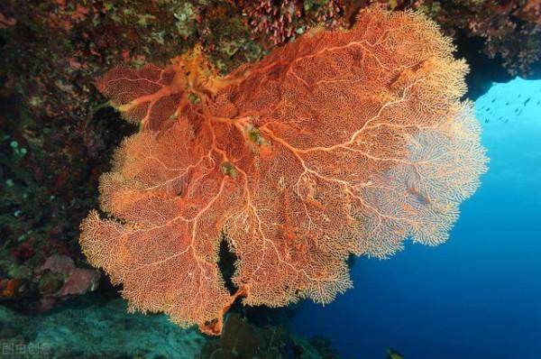 珊瑚的世界