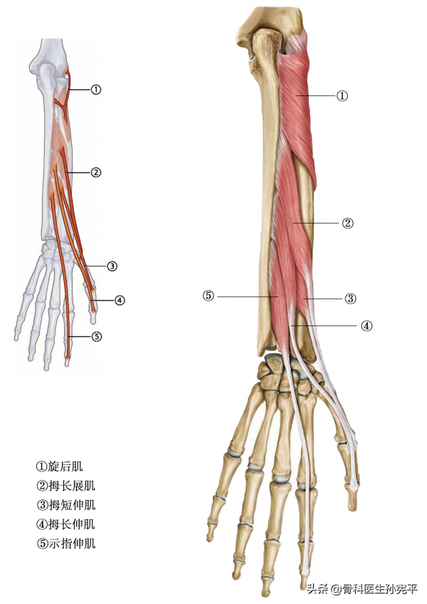 解剖圖譜｜上肢及軀幹部分肌肉