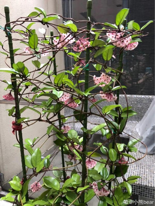 7種花有個小機關,找對位置開啟它,新芽爆滿盆 7種花有個小機關,找對位置開啟它,新芽爆滿盆