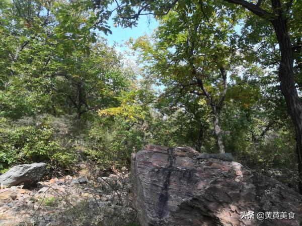 秋高氣爽去野餐，不用帶鍋也能吃上羊肉面，美食美景不可誤