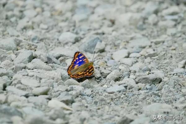 創造栩栩如生的木雕昆蟲