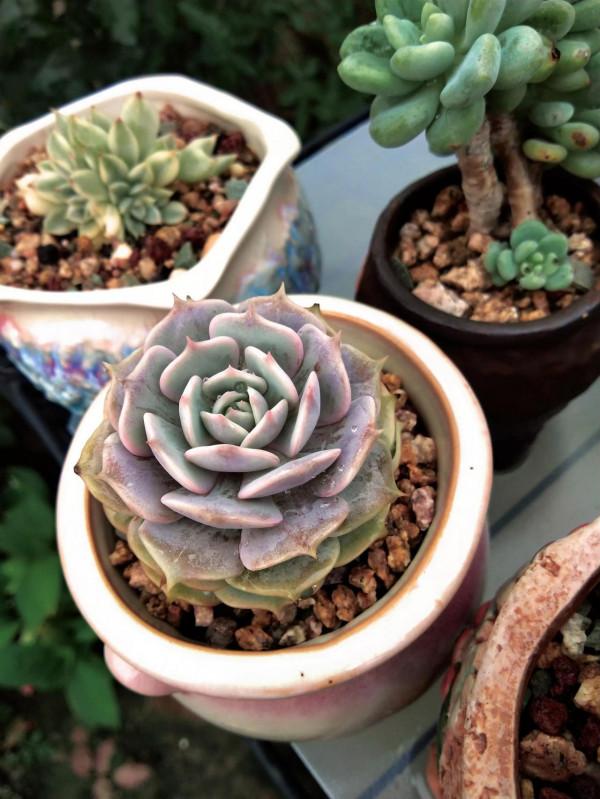 都說女大十八變,其實多肉也是,快來圍觀這些漂亮多肉以前有多醜 都說女大十八變,其實多肉也是,快來圍觀這些漂亮多肉以前有多醜