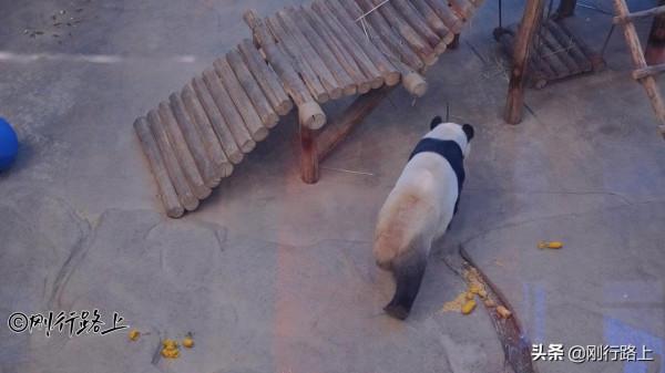 亞布力熊貓館，中國緯度較高、溫度較低的熊貓館