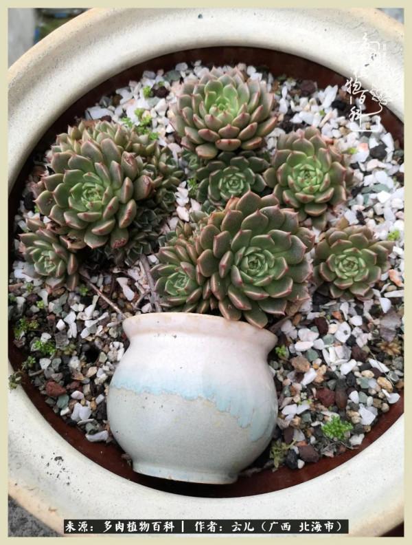 養花種多肉到底有什麼用？答案在這裡