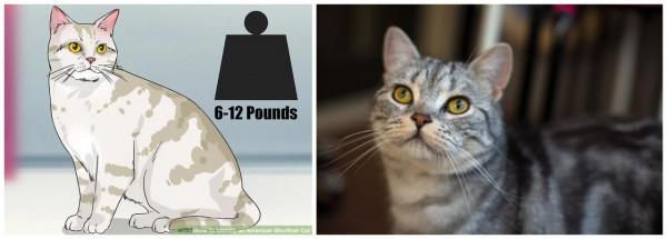 美國短毛貓丨銀虎斑