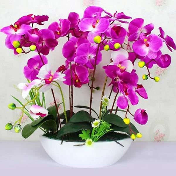 漂亮的蝴蝶蘭大全，顏色各異、姿態萬千