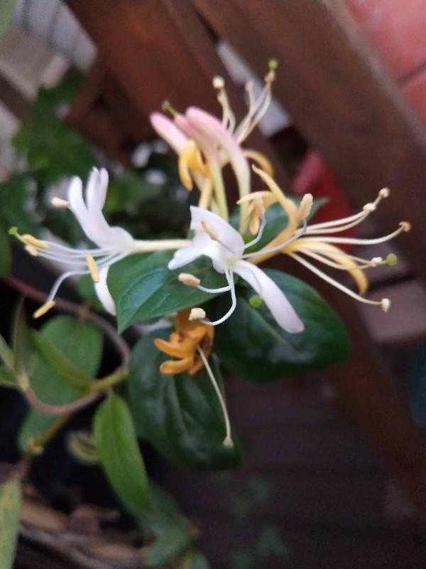 7種“養人花”，能當中草藥，年紀越大越愛養