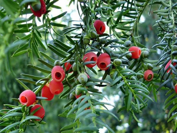 5種“網紅花”,漂亮檔次高,家裡養一盆,富貴又吉利 5種“網紅花”,漂亮檔次高,家裡養一盆,富貴又吉利