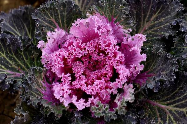 兒童補鈣，不用吃鈣片，這6種蔬菜，補鈣作用比雞蛋牛奶都要強