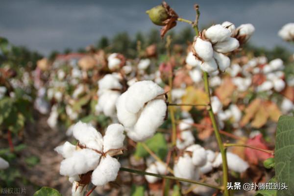 棉花，你從哪裡來？