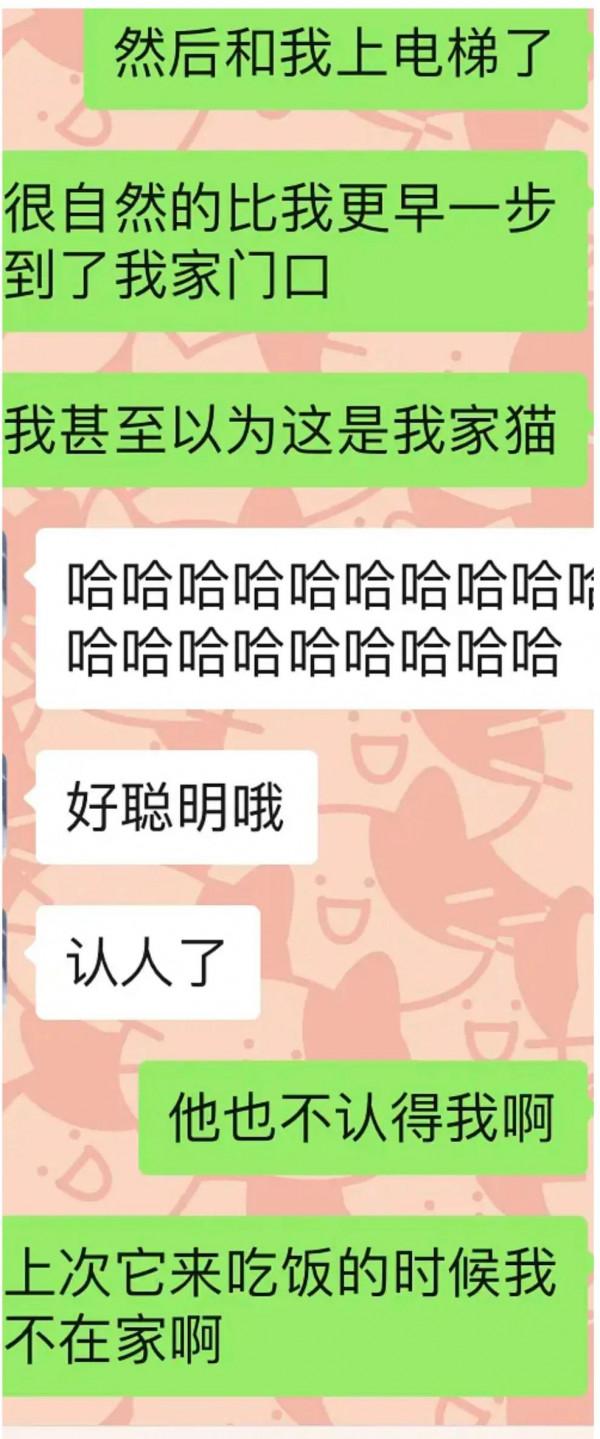 家有養貓的,記得安鎖,以防你的貓帶朋友來吃窮你 家有養貓的,記得安鎖,以防你的貓帶朋友來吃窮你