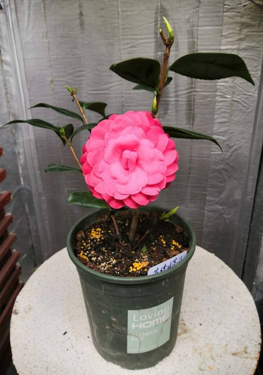 秋冬季節買花有說頭，5種花耐寒開花多，送你一份購花指南