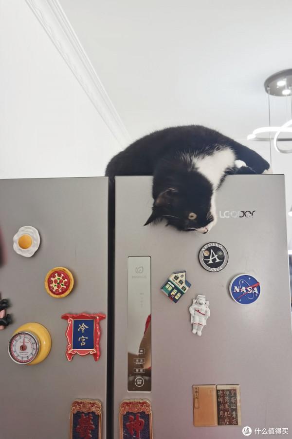 養三隻貓是一種怎樣的體驗？過來人的養貓（勸退）指南