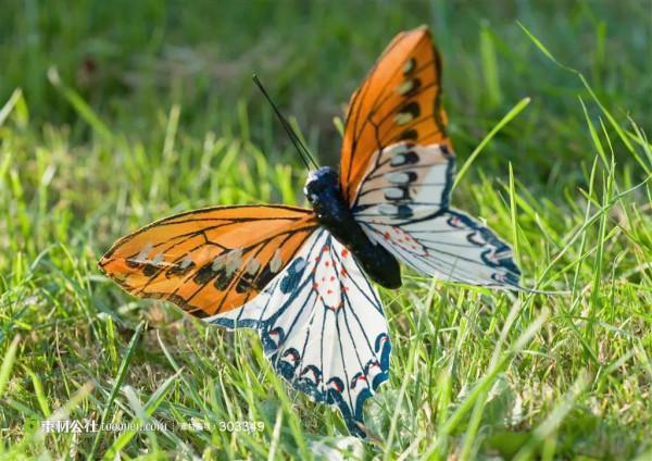 分享-蝶戀 精美絕倫 醉美蝴蝶