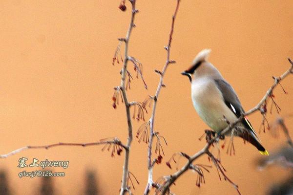 窗外的不速之客 太平鳥 冠羽後翹 宛若華美的桂冠，彰顯英武和高貴