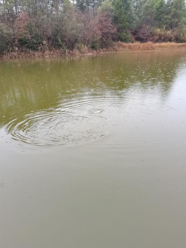 可遇不可求的土鯽魚，看著就覺得舒服