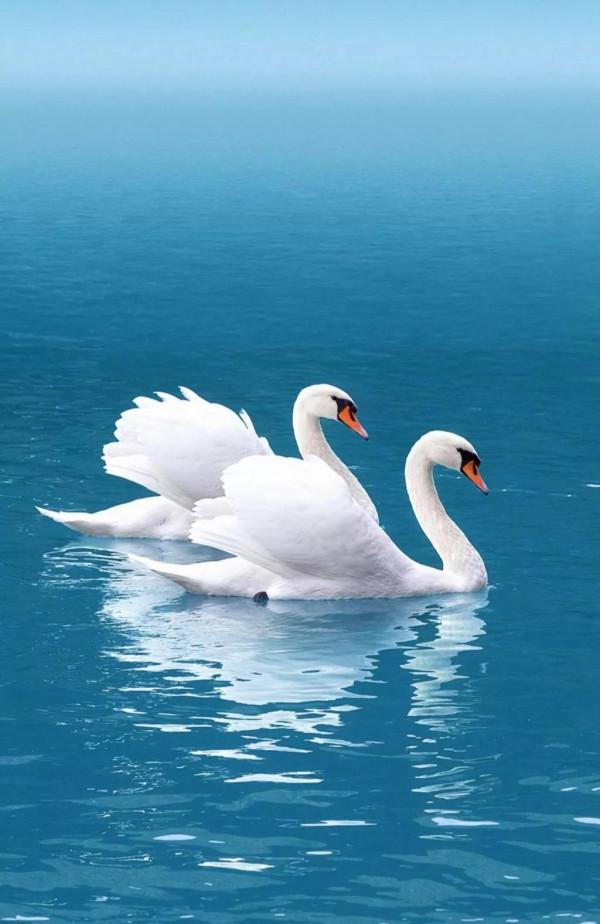 天鵝是美麗的，靈動的