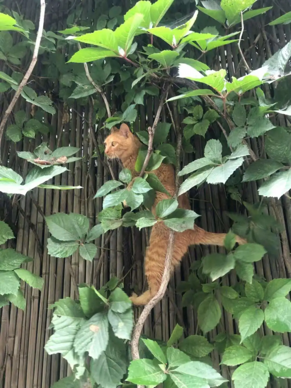 夏天是什麼顏色? 夏天是什麼顏色?