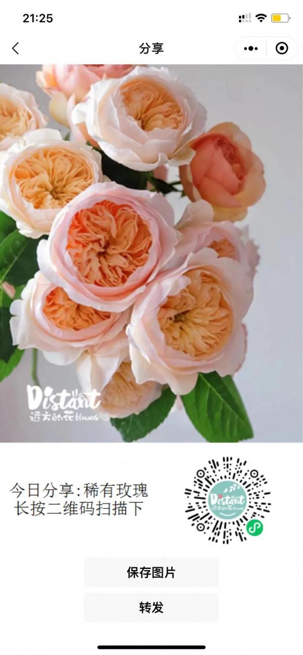 冬天暖色系的花朵