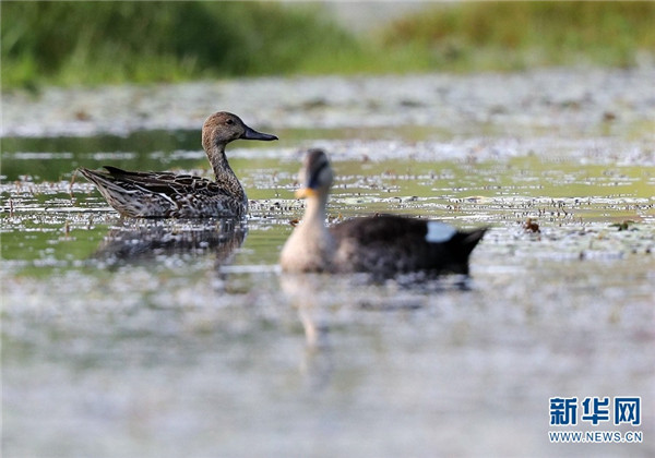 騰衝北海溼地迎來最佳觀鳥季 這些鳥你認識嗎？
