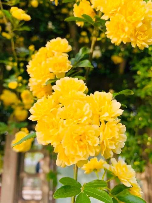 淡雅芬芳木香花