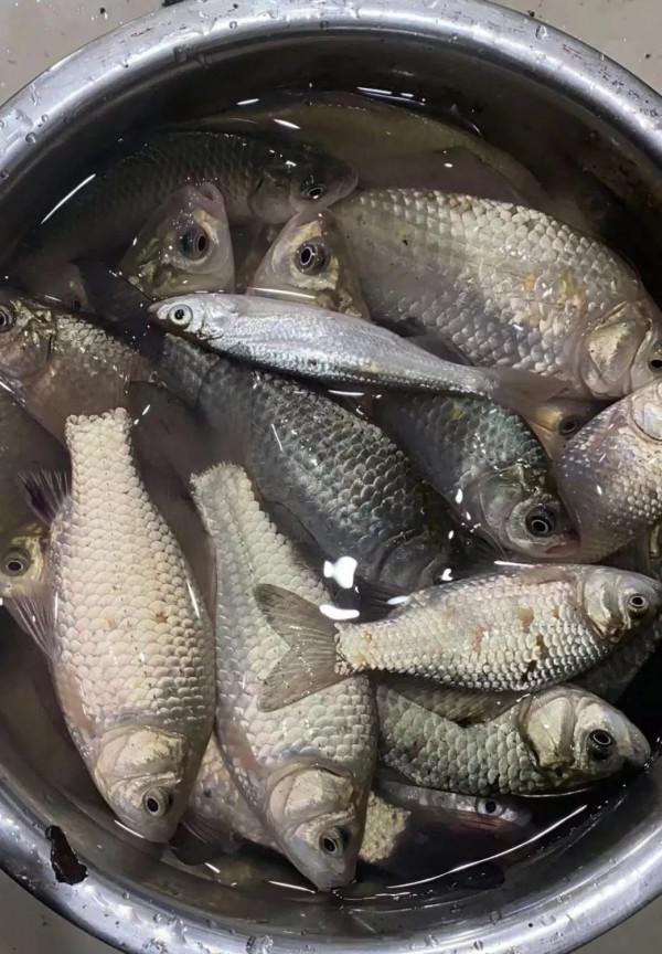 釣魚大爺初冬釣魚多的秘密,小水面裡有大驚喜 釣魚大爺初冬釣魚多的秘密,小水面裡有大驚喜