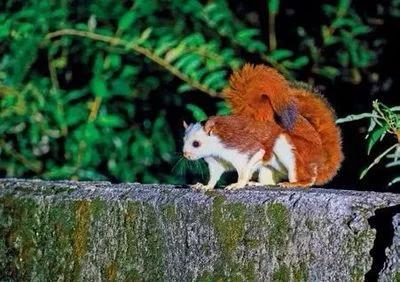 這種小動物,你見過嗎? 這種小動物,你見過嗎?