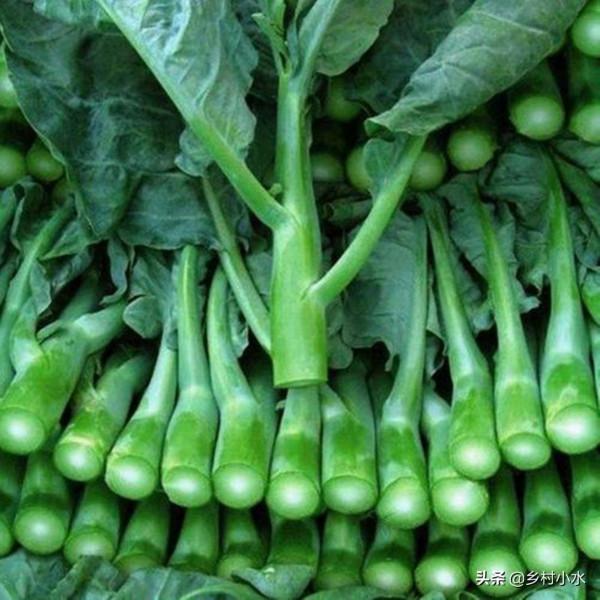 芥藍被稱為“抗癌蔬菜”，如何高產栽培？3分鐘學會
