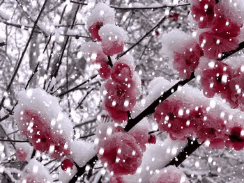 七絕 冬至 （平水韻）