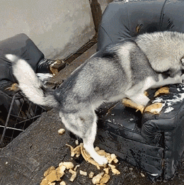 “買狗容易，養狗難”：這幾種狗，勸你還是謹慎購買