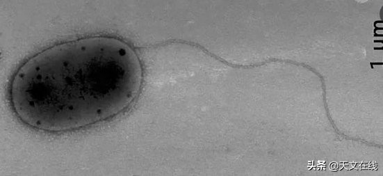 沒有地球生物能暴露在太空中生存？NO，來看看這種耐輻射球菌