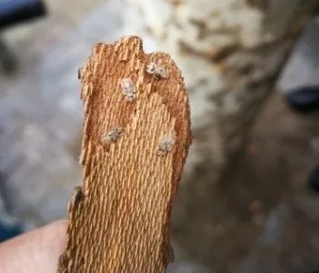 這點小心機少不了