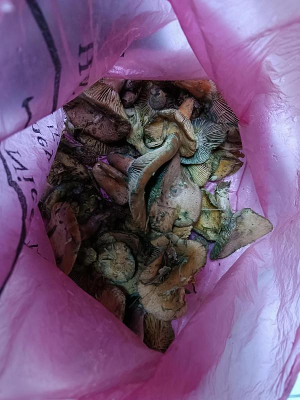 給你們看看鄉下的樅樹菌