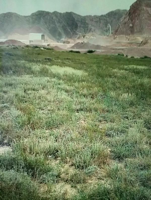 難忘賀蘭山軍馬場女青年牧馬班的如歌歲月