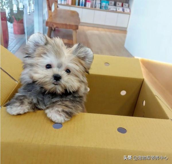 狗狗搗亂被抓包，網友卻紛紛表示：這是小熊吧？太可愛了原諒它