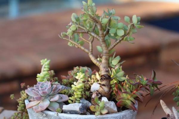 這5種盆栽植物掌握特性真的很好養:“人越懶花越旺” 這5種盆栽植物掌握特性真的很好養:“人越懶花越旺”