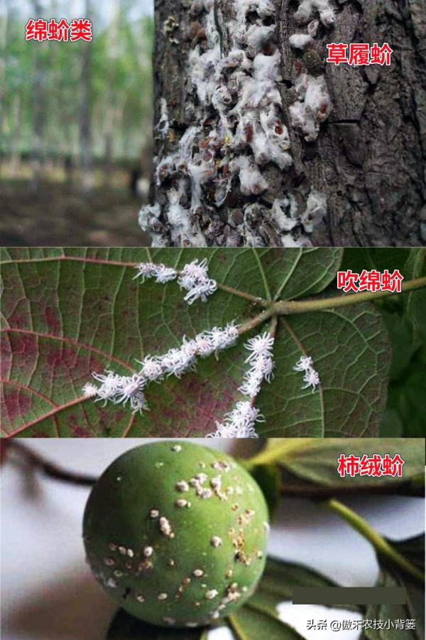 小小蚧殼蟲，植物大危害！要想徹底防治蚧殼蟲，必須注意這幾點