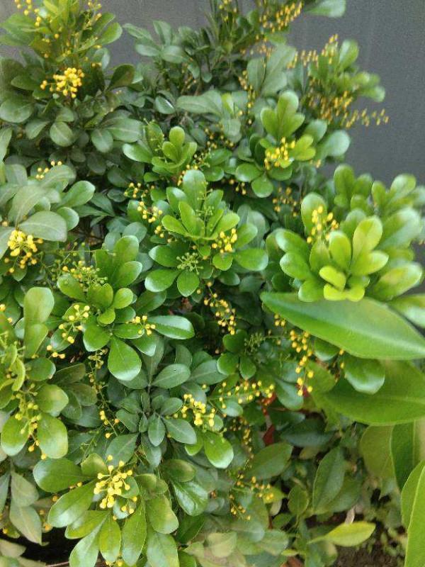 5種四季開花的植物,養一盆在家裡,四季有花看 5種四季開花的植物,養一盆在家裡,四季有花看