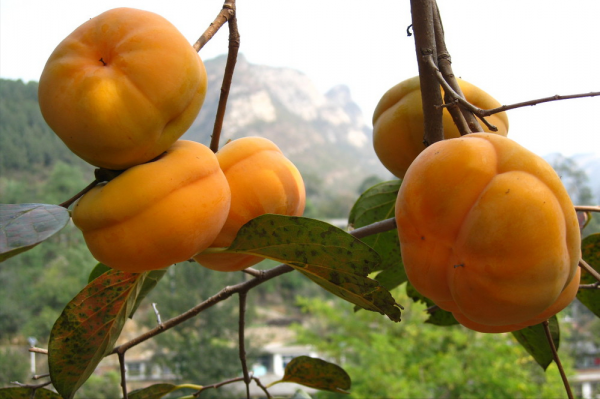 冬季水果價格漲多跌少：草莓價格高到不敢多吃，柿子價格迎來巔峰