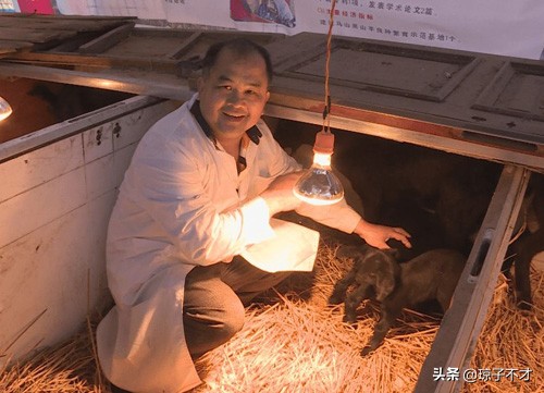 說說肉羊的一生，240天的生命，一般超過80斤就進屠宰場了