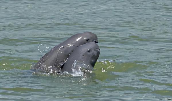 南京段大規模江豚出沒!一週約145頭次,長江10年禁捕效果好 南京段大規模江豚出沒!一週約145頭次,長江10年禁捕效果好