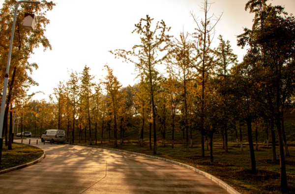 高新的秋天,每一張都是桌布! 高新的秋天,每一張都是桌布!