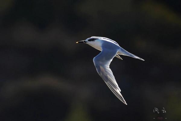 照片故事～阿爾沃河口溼地隨拍