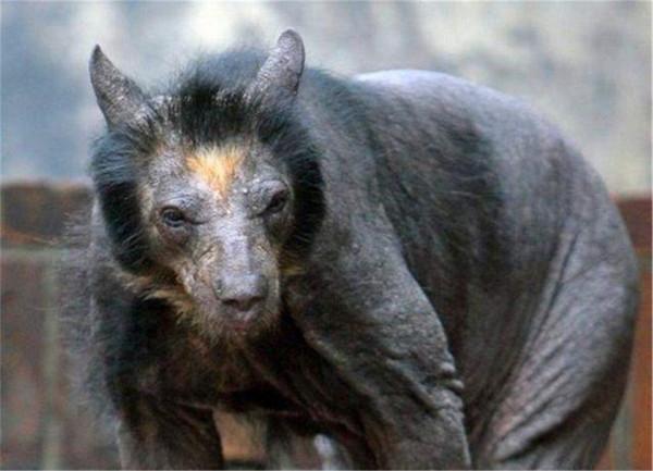 神農架相傳出現驢頭狼,吃農戶養的豬,揭秘:疑是“四不像”鬣羚 神農架相傳出現驢頭狼,吃農戶養的豬,揭秘:疑是“四不像”鬣羚