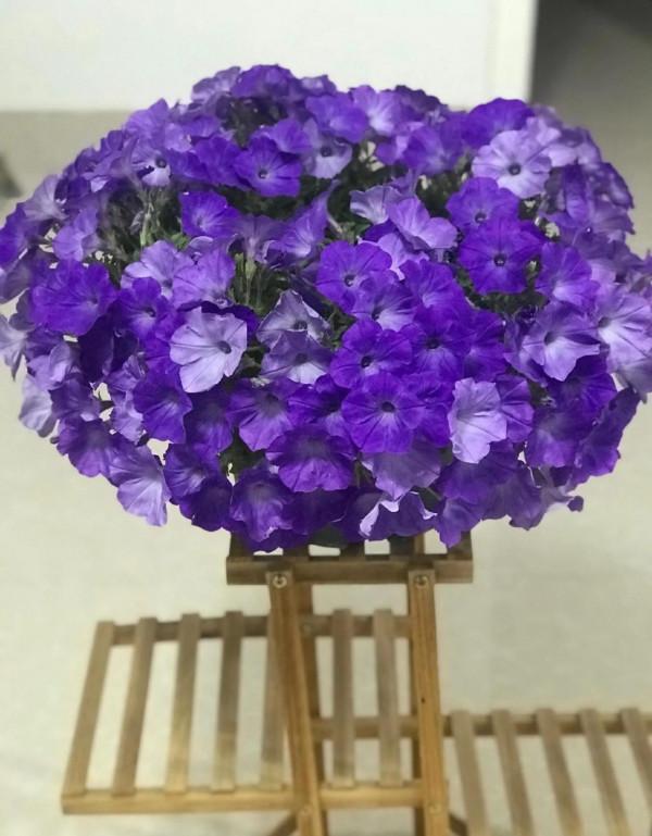 矮牽牛花，要想開花爆盆，就要大剪大修，有舍才有得