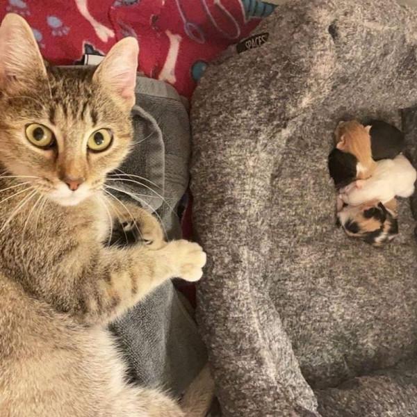 正在分娩的狸花貓媽媽被拋棄，太狠心了