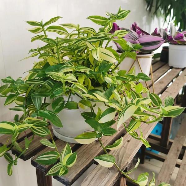 這10種“吊蘭”,不但比綠蘿好看,關鍵比綠蘿還好養活 這10種“吊蘭”,不但比綠蘿好看,關鍵比綠蘿還好養活