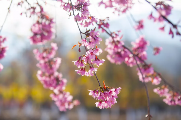 羨慕了！西昌人，你的早櫻美景正在派送中，請接收
