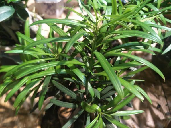 冬季養花難“過冬”？教你小“竅門”，讓你冬季養花無憂